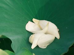 -梁鸿国家湿地公园