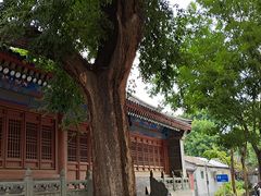 -法兴寺