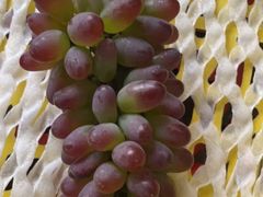 -马陆小张葡萄园农家乐