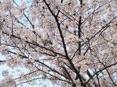 -高东镇樱花园