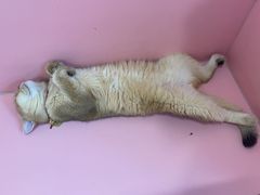 -毛绒耶耶撸宠馆·猫咖·狗咖·荷兰猪咖