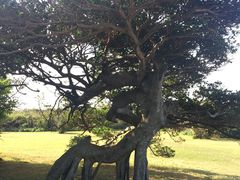 -鹅銮鼻公园