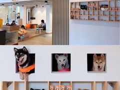 -南京Hallo宠物乐园·哈罗犬舍·柴犬繁育基地