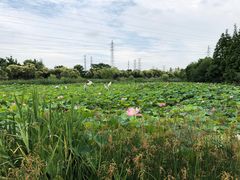 -上海长兴岛郊野公园