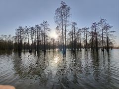 -池杉湖湿地公园