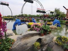 -荷兰花海