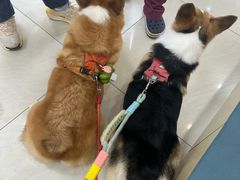 -美联众合动物医院·24h京西诊疗中心