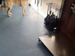 -顺强宠物诊所·狂犬免疫·夜诊·骨科(嘉定店)