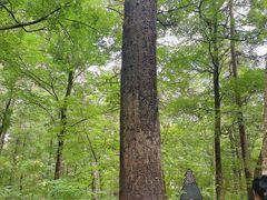 -五营红松林海景区