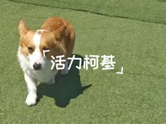 -宠物寄养训练学校