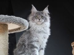 -十年猫舍·猫咪专门店(普陀店)