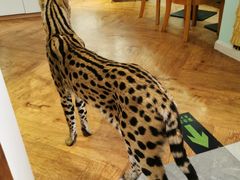 -猫小院猫主题餐厅(三里屯店)