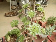 -龙大花卉苗木市场