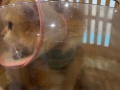 -四月宠物医院·猫专科·心脏专科·内科(转塘店)