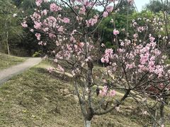 -聚龙山公园