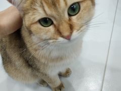 -糯米喵星人·撸猫猫舍咖啡馆(西市场嘉华店)