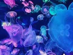 -合肥海洋世界