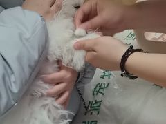 -瑞派宠物医院·24h·骨外科·皮肤科·全科宠物医疗转诊中心(沈阳浑南院)