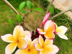 -中国科学院华南植物园