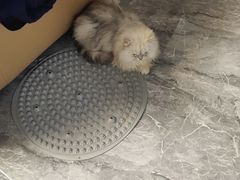 -艾贝尔宠物医院 ·内科全科(梁溪路店)