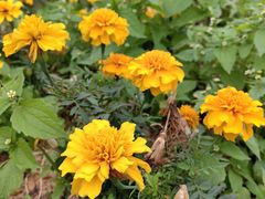 -天适樱花悠乐园