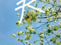 -顾村公园