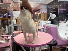 -FAELING PETS美天灵宠物(富力广场店)