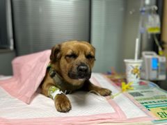 -伟伟宠物医院·CT影像中心·瑞派犬猫综合性门诊(汉口总院)