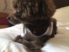 -上海崇明金茂凯悦酒店