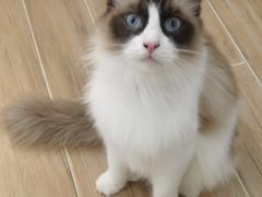 -李小姐の猫咖啡馆(五角场店)