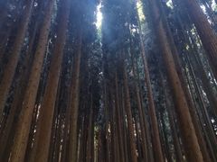 -武陵山森林公园