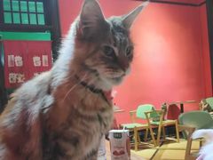-猫色咖啡·猫咖