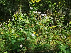 -广州神农草堂中医药博物馆