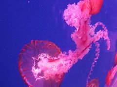 -芜湖新华联大白鲸海洋公园