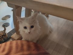 -飞行喵MR PILOT|猫舍·猫咖(静安大融城店)