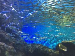 -华夏文旅海洋公园