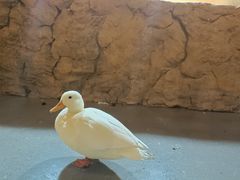 -昆明大悦城未来动物城(螺蛳湾中心店)