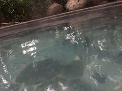 -青城道汤池