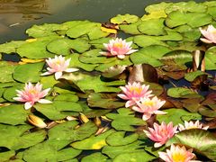 -国家植物园南园