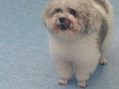 -博特宠物医院24h犬猫全科.骨科·异宠