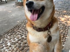 -柴犬高等学院·狗咖·柴犬售卖·宠物训练