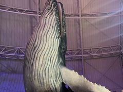 -烟台海昌鲸鲨海洋公园