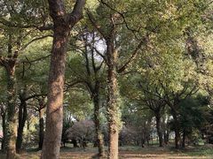 -苏州上方山国家森林公园