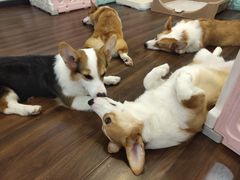 -柯斗斗主题餐厅·狗咖·围炉煮茶·茶饮(国瑞升平里店)