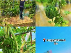 -樂桃源奉贤黄桃种植采摘基地