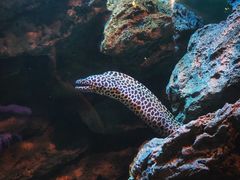 -暹罗海洋世界