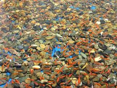 -梦幻海洋王国(吾悦广场张家港店)