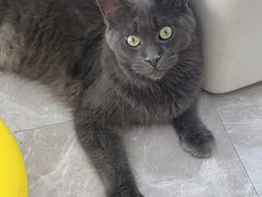 -猫力发电所·宠物专门店