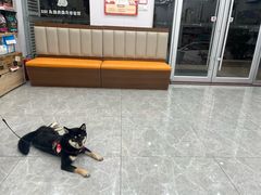 -艾贝尔宠物医院·宠保定点·超声绝育·免疫点(樱花路店)