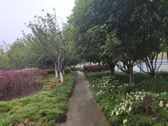 -高东镇樱花园